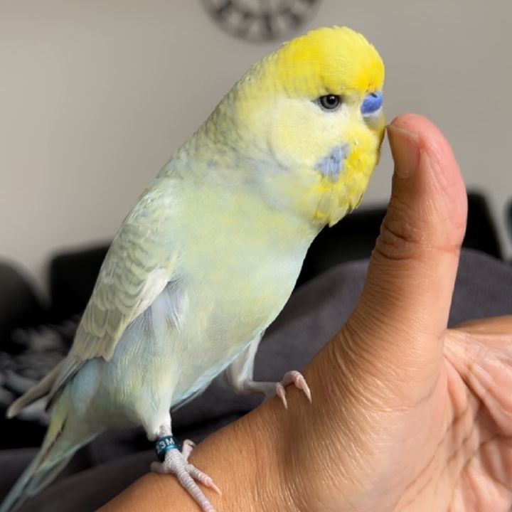 raju_the_budgie
