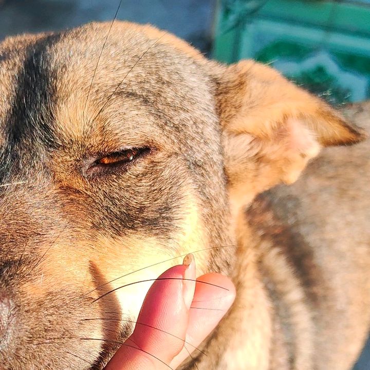 @videos_animalsfunny
