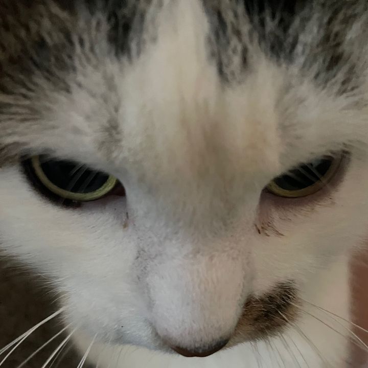 ilovecatsmorethanmylife8