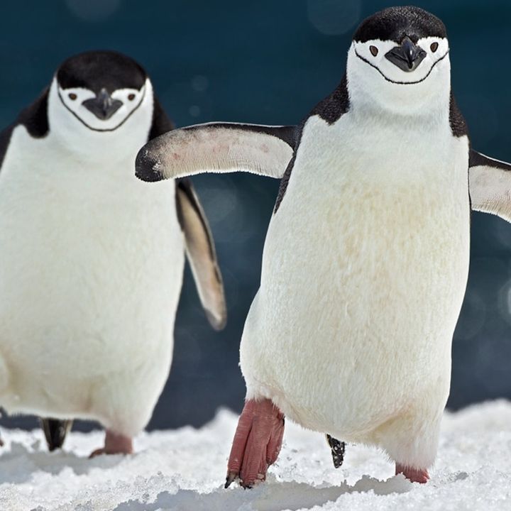 @thegamingpenguinz