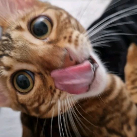 bengal.asta