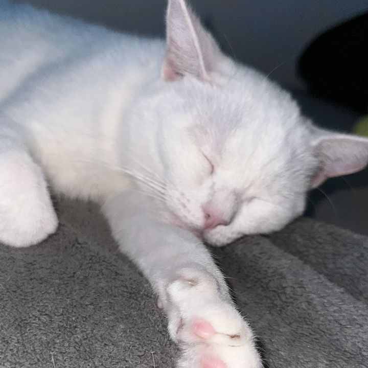adela_meow
